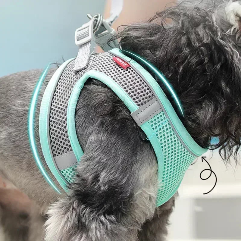 Small Dog Collar & Lead Set